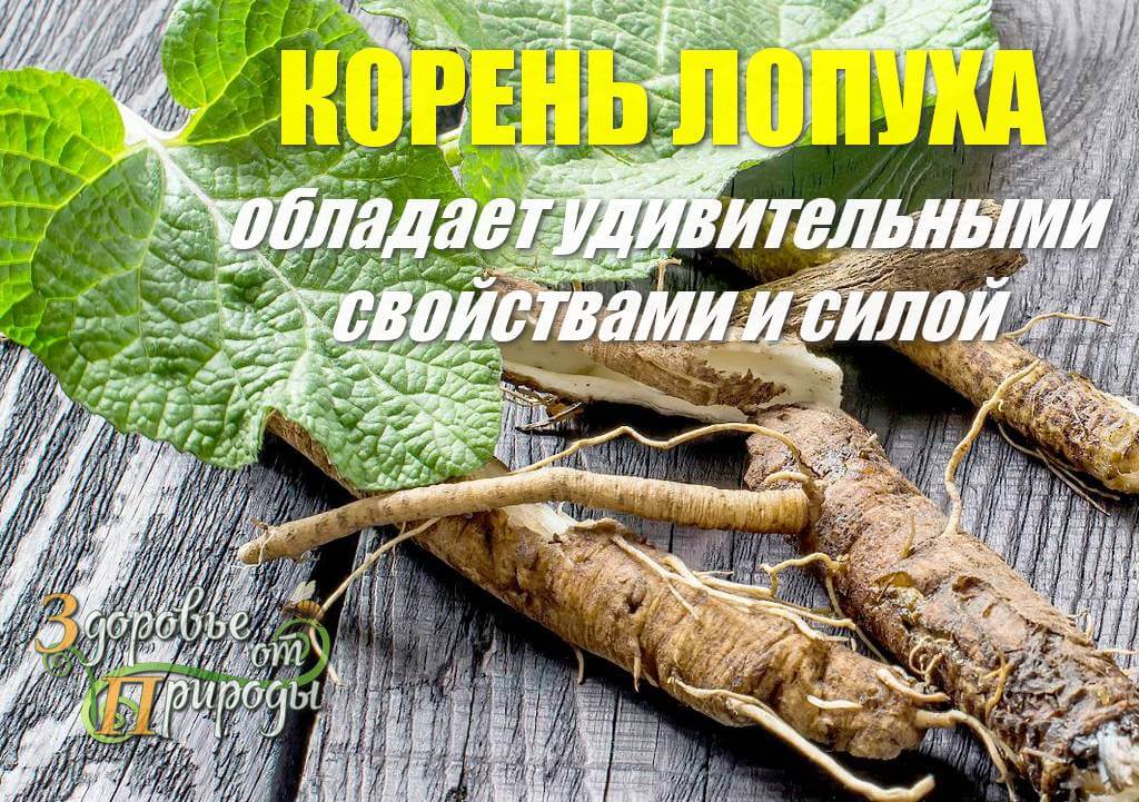 Как и для чего применять корень лопуха: народные рецепты